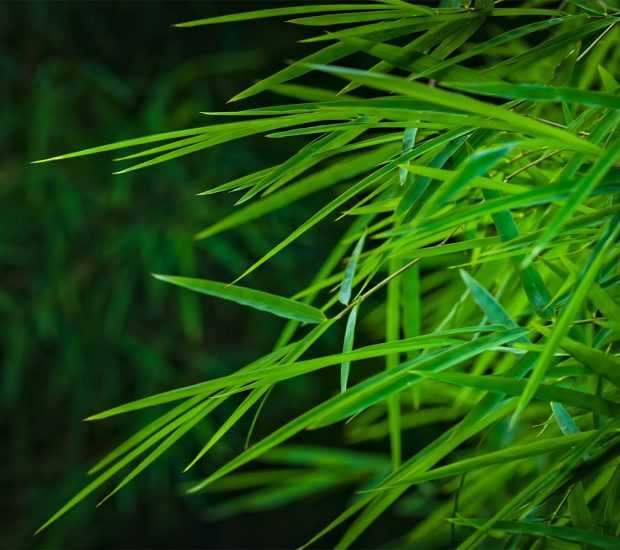 bamboo-leaves0